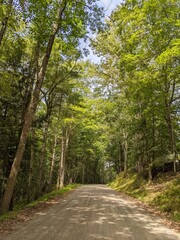 Naklejka premium Trail in the forest