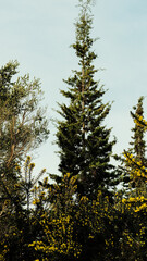 pine trees in the forest