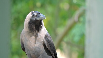 close up of a bird