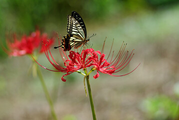 鳥, 自然, 野生生物, 動物, カワセミ, くちばし, 水, ウィルト, 緑, アシ, ハチドリ, 青, 羽, 羽, 羽, 黄色, ブランチ, カラフル, マーシュ,翡翠,カワセミ,日本