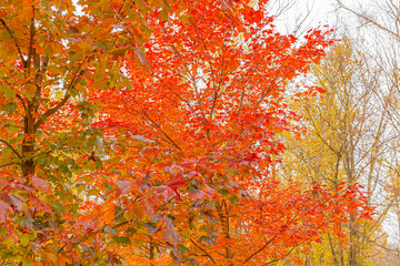 Natural autumn fall view of trees with red orange leaf in garden forest or park. Maple leaves during autumn season. Inspirational nature in october or september. Change of seasons concept