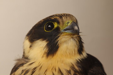Falcon portrait closeup. Eurasian hobby (subgenus Hypotriorchis). Saker (Saqr) falcon (Falco) head...