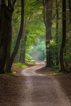 Dirthroad in the middle of the green leafed trees with the sun shining through the branches