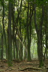 Sunbeams shine through canopy of foggy green forest