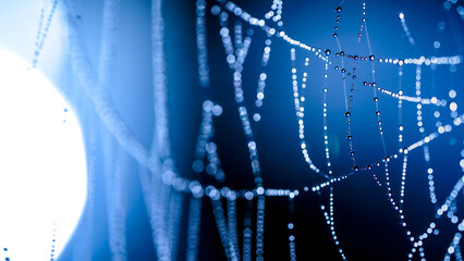 Drops of morning dew on a cobweb in a summer field