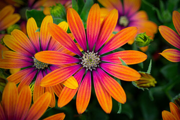 Orange and pink flower