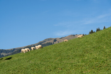 Obraz premium Schafe auf der Weide am Berg