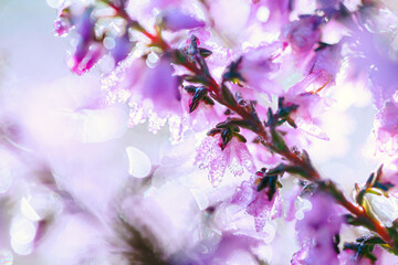 Heather flowers. With Bright and sunny reflection natural defocused background with bokeh