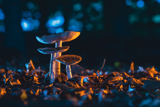 Mushroom on the forest floor in the autumn season in a colorful  scene
