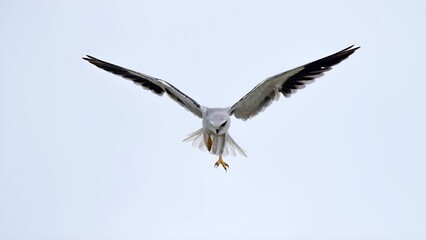black winged kite (Elanus caeruleus) flying in the sky