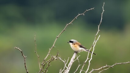 bay-backed shrike (Lanius vittatus) perched on a branch