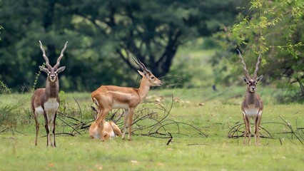 Fototapeta premium blackbuck (Antilope cervicapra), also known as the Indian antelope from Jayamangali Blackbuck Conservation Reserve