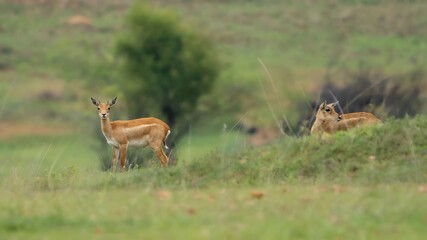 blackbuck (Antilope cervicapra), also known as the Indian antelope from Jayamangali Blackbuck Conservation Reserve