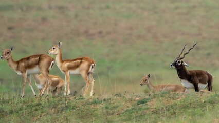 blackbuck (Antilope cervicapra), also known as the Indian antelope from Jayamangali Blackbuck Conservation Reserve