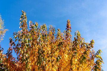 Bunter herbstlicher Baum Österreich