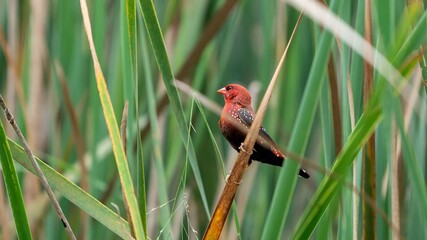 red avadavat (Amandava amandava) perched on branch