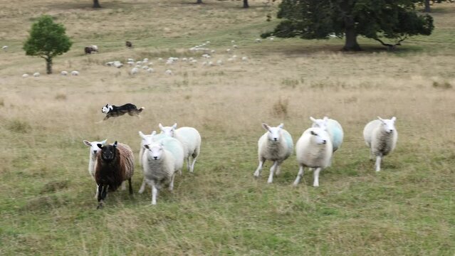 Border collie sheepdog working a flock of sheep