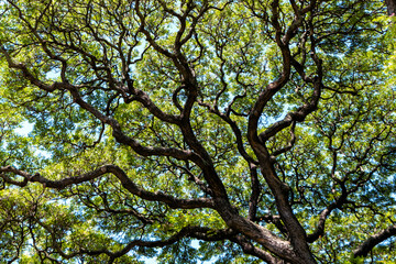 Autumn Scene of a Old Growth Tree with Twisted Brown Branches and a Green Leaf Canopy.