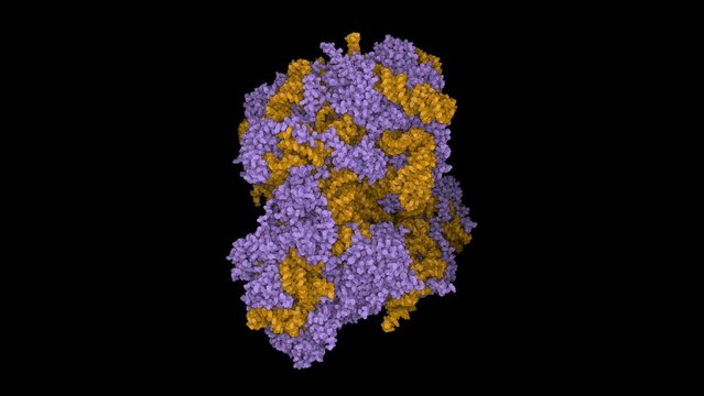 The structure of the eukaryotic ribosome. Ribosomes translate genetic information encoded by messenger RNA into proteins. Scientifically accurate 3D model.
