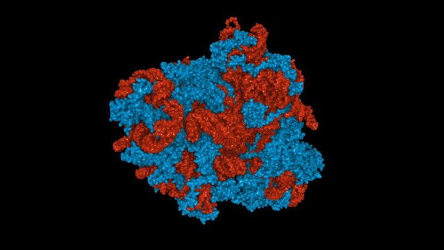 The structure of the eukaryotic ribosome. Ribosomes translate genetic information encoded by messenger RNA into proteins. Scientifically accurate 3D model.