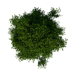 Fototapeta premium Top view tree ( Adolescent American sweetgum storax tree 3 ) png 