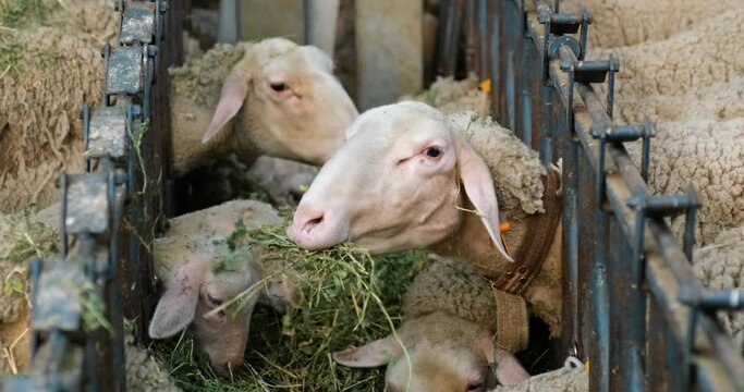 Sheeps on a Flock Farm