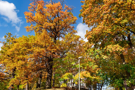 Beautiful autumn parks with fall color foliage bright autumn day in Riga. Latvia. Autumn landscape, autumn postcard. Natural beauty in nature.	