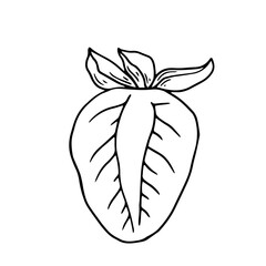 Botanical linear sketch of bell pepper.Vector graphic.