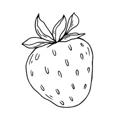 Botanical linear sketch of bell pepper.Vector graphic.