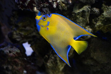 queen angelfish side profile while swimming in an aquarium