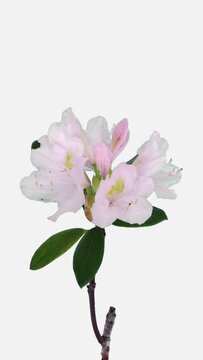 Time lapse of opening white Rhododendron (Ericacea family) branch isolated on white background, vertical orientation