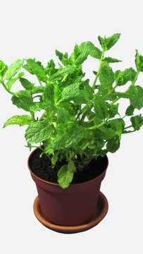 Phototropism effect in growing mint herb isolated on white background, displays the move of plant leaves to the direction of light source, vertical orientation