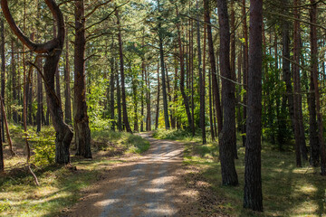 Ścieżka rowerowa las Mierzei Wiślanej