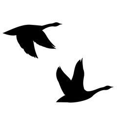 Geese Silhouette of Canada goose in flight
