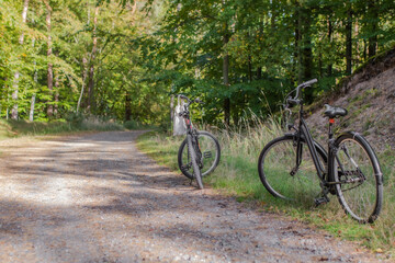 Fototapeta premium Ścieżka rowerowa las Mierzei Wiślanej