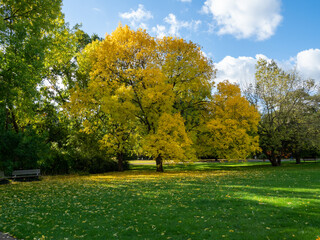 Fototapeta premium Beautiful colorful trees in the autumn park.