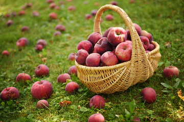 basket of apples - 536118685