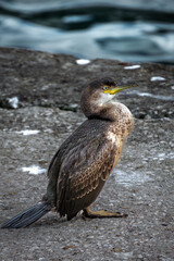 Cormorán