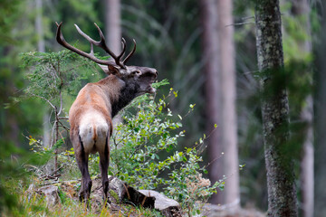 Wild red deer male, Cervus elaphus, roaring during autumn rut in a meadow of mountain forest. Natural environment, wild animal.