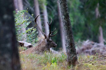 Wild red deer male, Cervus elaphus, roaring during autumn rut in a meadow of mountain forest. Natural environment, wild animal.