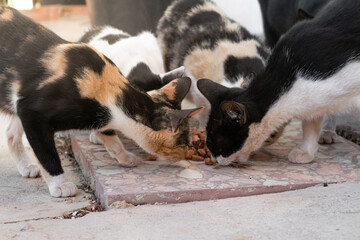 colonia de gatos callejeros comen sobre el suelo - obrazy, fototapety, plakaty