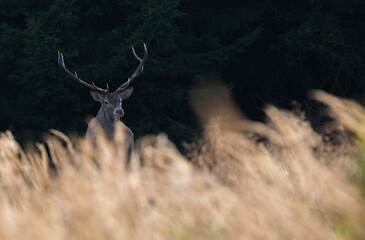 Wild red deer male, Cervus elaphus, roaring during autumn rut in a meadow of mountain forest. Natural environment, wild animal.