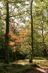 Fototapeta premium Paisaje otoñal vertical en un dia soleado