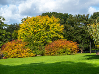 Beautiful colorful trees in the autumn park.