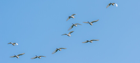 Obraz premium Garza, ardea alba