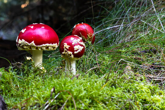 eine Gruppe von Fliegenpilzen im Wald
