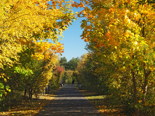Beautiful city park in autumn / Park Szachty in Poznań, Poland © Paula