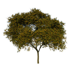 Front view tree ( Yellow Flamboyant tree 1 ) png
