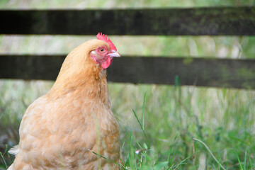 close up of the head of a chicken (hen) in a field