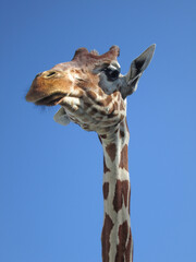 Looking up at the head of a giraffe against a clear blue sky